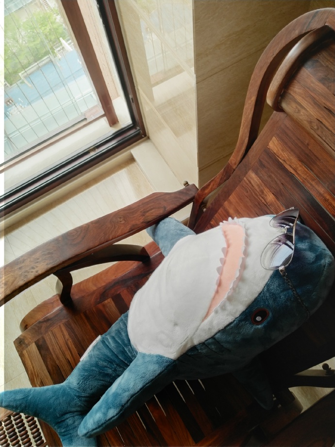 周末晒太阳的宜家鲨鲨